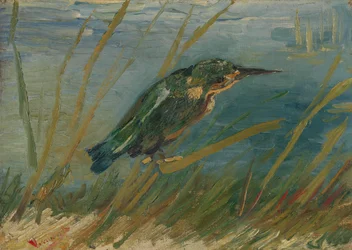 Kingfisher ved vannet